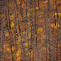 Burnt Forest Colors
