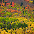 Wyoming Fall Colors 1